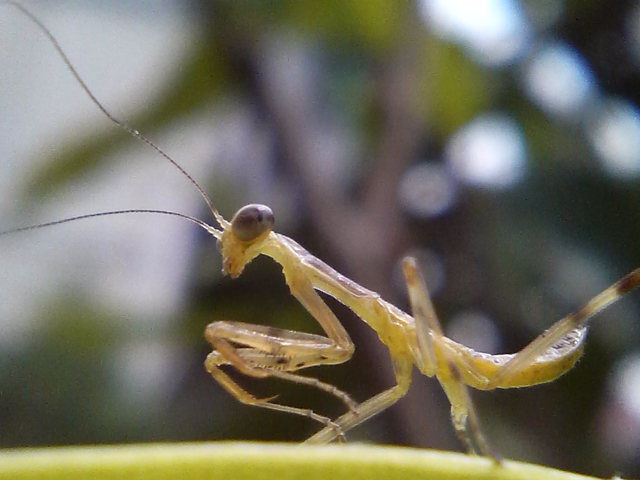 カマキリ