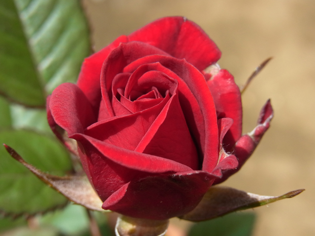 デジカメ写真「薔薇」